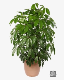Large Potted Plant Transparent, HD Png Download, Free Download