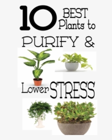 Good Plants For Stress, HD Png Download, Free Download