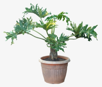 Reduce Indoor Pollution With Houseplants - Philodendron Png, Transparent Png, Free Download