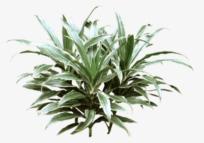 Plant With Green And White Striped Leaves, HD Png Download, Free Download