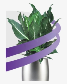 Workplaces With Live Plants - Vase, HD Png Download, Free Download