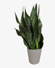 Sansevieria Natura, HD Png Download, Free Download