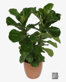 Houseplant, HD Png Download, Free Download