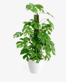 Rhaphidophora Tetrasperma For Sale, HD Png Download, Free Download