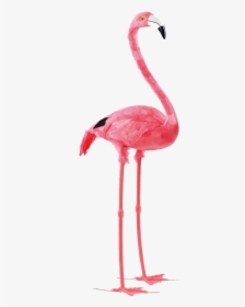 Flamingo - Transparent Background Flamingo Clipart, HD Png Download, Free Download