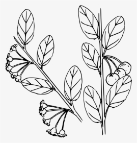 Bitter Cherry Clip Arts - Coloring Page, HD Png Download, Free Download
