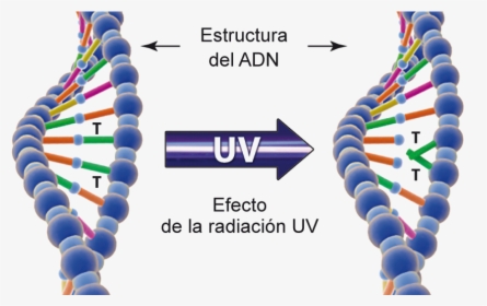 Uv And Dna, HD Png Download, Free Download