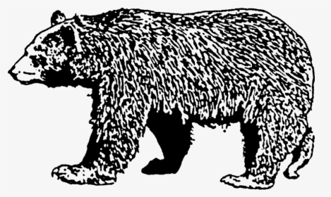 Brown Bear Rubber Stamp"  Title="brown Bear Rubber - Bear Stamp, HD Png Download, Free Download