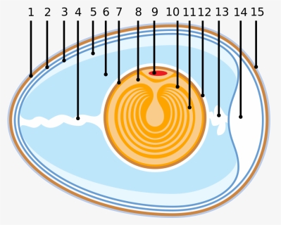 Anatomy Of An Egg, HD Png Download, Free Download