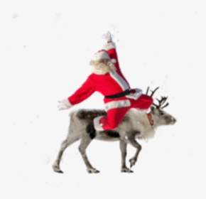 #santa #reindeer #christmas #holiday - Reindeer, HD Png Download, Free Download