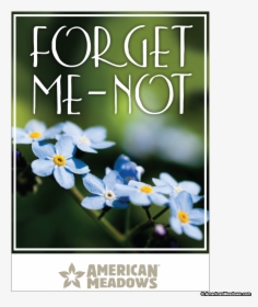 Forget Me Not Full Size Seed Packet - American Meadows, HD Png Download, Free Download