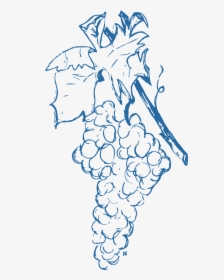 Grapes-01 - Sketch, HD Png Download, Free Download