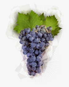 Pinot Noir Grapes, HD Png Download, Free Download