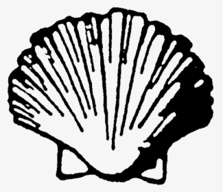 Clip Art Scallop Royalty Free Clip - Scallop Drawing Png, Transparent Png, Free Download