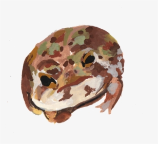 Frogs6, HD Png Download, Free Download