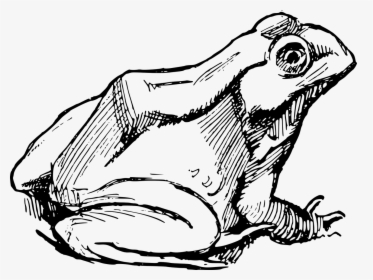 Frog Drawing Png, Transparent Png, Free Download