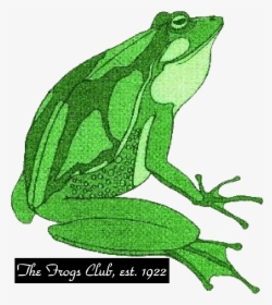 The Frogs , Png Download - Bufo, Transparent Png, Free Download