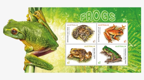 Transparent Tree Frog Png - 2018 Australian Stamps Frogs, Png Download, Free Download