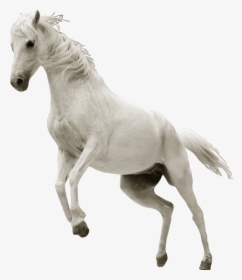 #ftesticker #horse #whitehorse #run #running #animals - Running White Horse Png, Transparent Png, Free Download