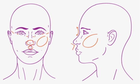Middle Face Procedures In Facial Feminization Surgery - Temple Area Of Face, HD Png Download, Free Download
