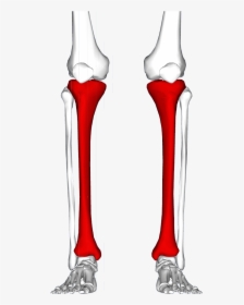 Leg Bones, HD Png Download, Free Download