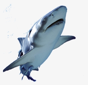 Great White Shark Fish - Shark Swimming Png, Transparent Png, Free Download