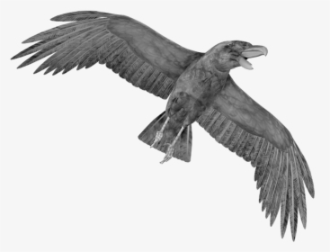 Raven Png - Crow Png, Transparent Png, Free Download