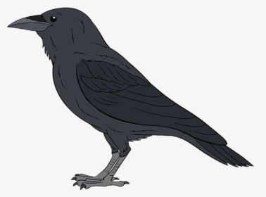 How To Draw A Raven Step, HD Png Download, Free Download