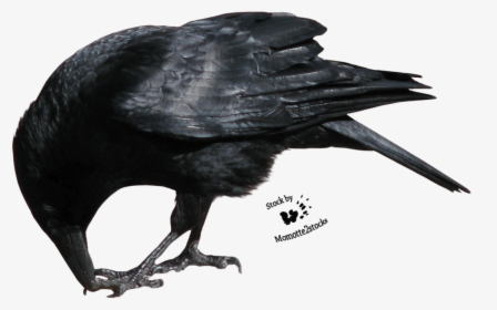 Raven Cliparts Zone Flying - Crow Png, Transparent Png, Free Download