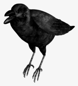 #mq #black #birds #bird #flying #raven - Manipulation Background Hd Crow, HD Png Download, Free Download