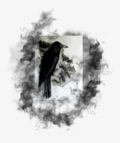 Transparent Raven Flying Png - Raven Queen Homebrewery, Png Download, Free Download