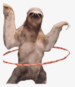 Transparent Sloth - Sloth At The Beach, HD Png Download, Free Download