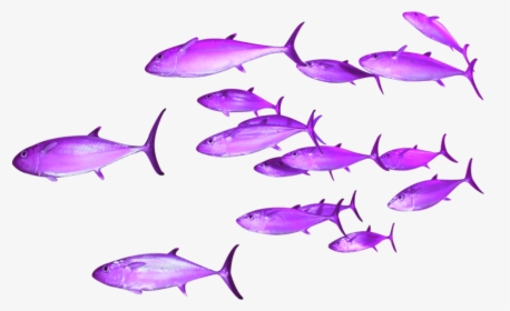 Transparent Background Group Of Fish, HD Png Download, Free Download