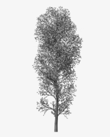 Transparent Photoshop Tree Png - Brush Tree Photoshop Png, Png Download, Free Download