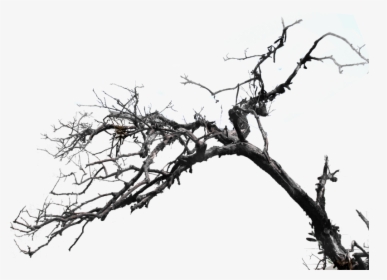 Tree Png File - Tree Branch Photoshop Png, Transparent Png, Free Download
