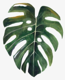 Transparent Tropical Tree Png - Swiss Cheese Plant Drawing, Png Download, Free Download