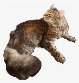Meow - Squitten, HD Png Download, Free Download