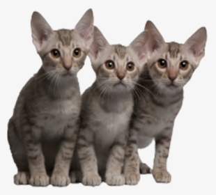 Png Images In Collection - Ocicat, Transparent Png, Free Download