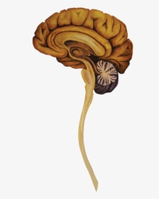 05 Heads Sagittal Brain-01 - Illustration, HD Png Download, Free Download