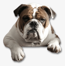 Breed,canidae,old English Bulldog,bulldog,british Bulldogs,white - Transparent Background Bulldog Png, Png Download, Free Download