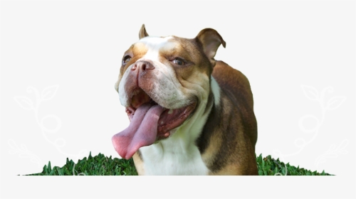 Penelope The Chocolate Tri Mini English Bulldogs - Australian Bulldog, HD Png Download, Free Download