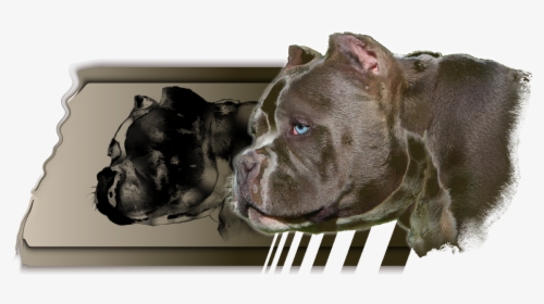 Exotic Bullies Tennessee - Cordoba Fighting Dog, HD Png Download, Free Download