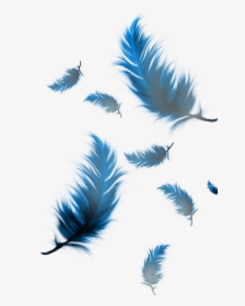 Feather Feathers Terrieasterly Freetoedit - Transparent Feathers, HD Png Download, Free Download