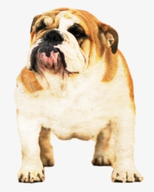 Australian Bulldog, HD Png Download, Free Download
