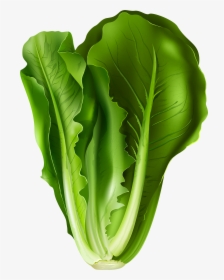 Okra Clipart Letsugas - Lettuce Png, Transparent Png, Free Download