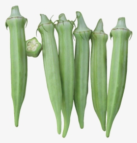 Moonflower, HD Png Download, Free Download