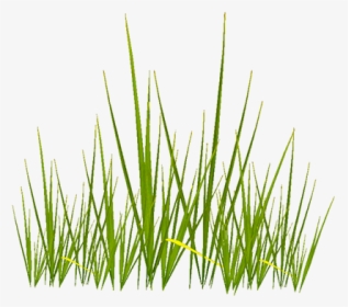 Alpha Grass Texture Png, Transparent Png, Free Download