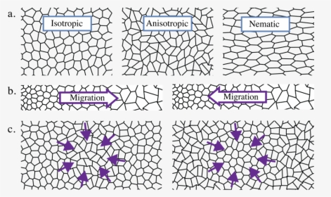 Shape Anisotropy In Tissue, HD Png Download, Free Download