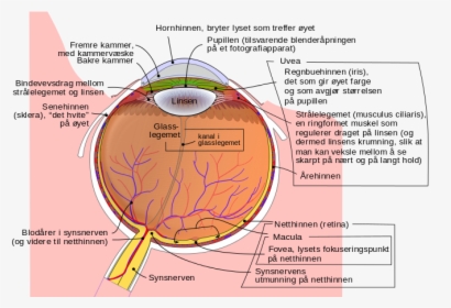 Schematic Diagram Of The Human Eye No - Beta Blockers Glaucoma, HD Png Download, Free Download