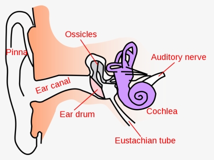 Structure Of Human Ear Class 8, HD Png Download, Free Download